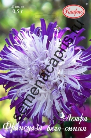Астра Франсуаза бело-синяя 20*0,5 Астра Франсуаза бело-синяя 20*0,5