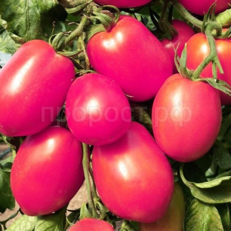 Томат Де барао Розовый 0,5г Томат Де барао Розовый 0,5г