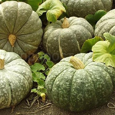 Тыква крупноплодная Зимняя сладкая 10г  Тыква крупноплодная Зимняя сладкая 10г