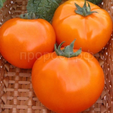 Томат Хурма 0,5г XXXL Томат Хурма 0,5г XXXL