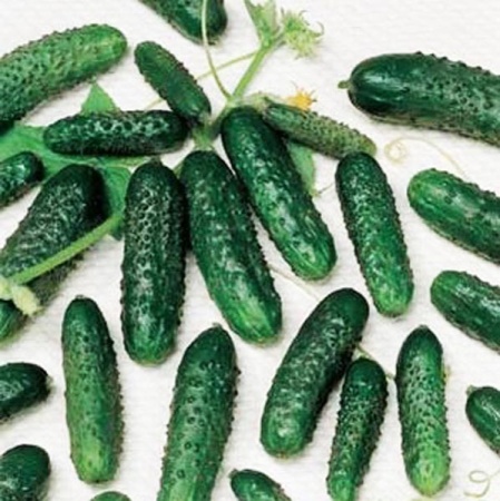 Огурец Маша F1 250 шт Огурец Маша F1 250 шт