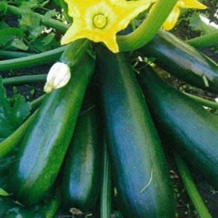 Кабачок Диамант F1 500 шт Кабачок Диамант F1 500 шт