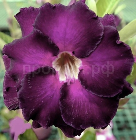 Адениум Ночной Ангел DESERT ROSE 3шт Адениум Ночной Ангел DESERT ROSE 3шт