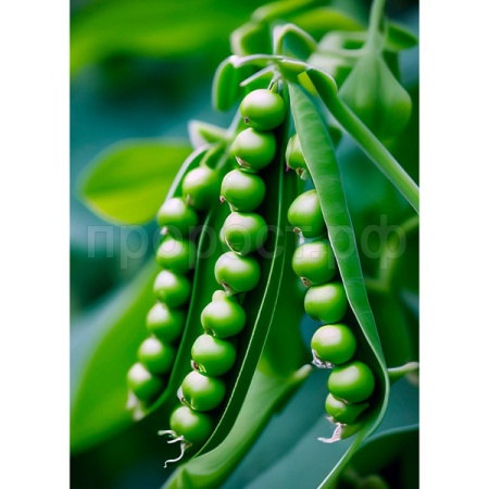 Гавриш Фермерская Горох Медовый стручок 500 г Гавриш Фермерская Горох Медовый стручок 500 г