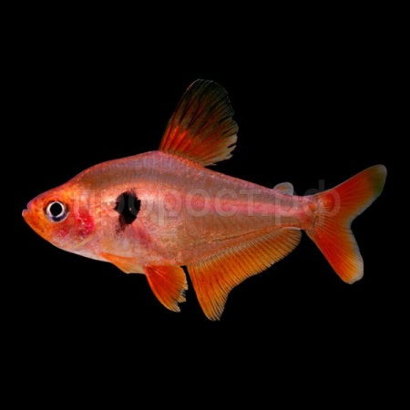 Рыба Минор (Hyphessobrycon serpae) Рыба Минор (Hyphessobrycon serpae)