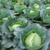 Капуста белокочанная Харьковская зимняя 1г Капуста белокочанная Харьковская зимняя 1г