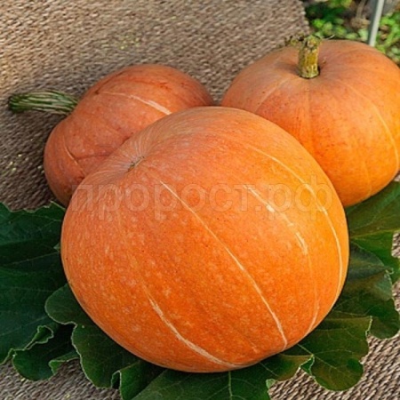 Тыква крупноплодная Стофунтовая 10г Тыква крупноплодная Стофунтовая 10г