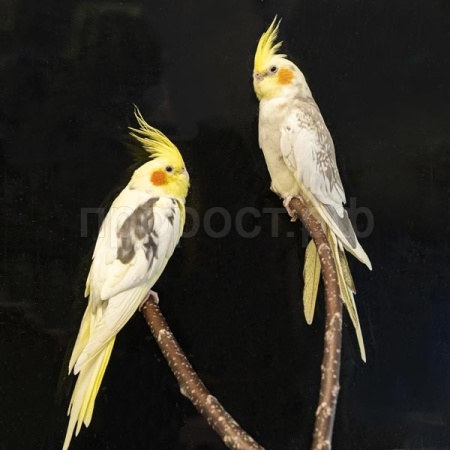 Птица Корелла Птица Корелла