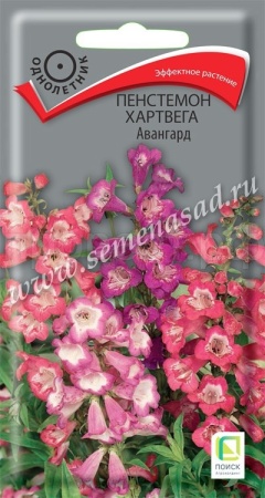 Пенстемон Хартвега  Авангард 0,05 г Пенстемон Хартвега  Авангард 0,05 г