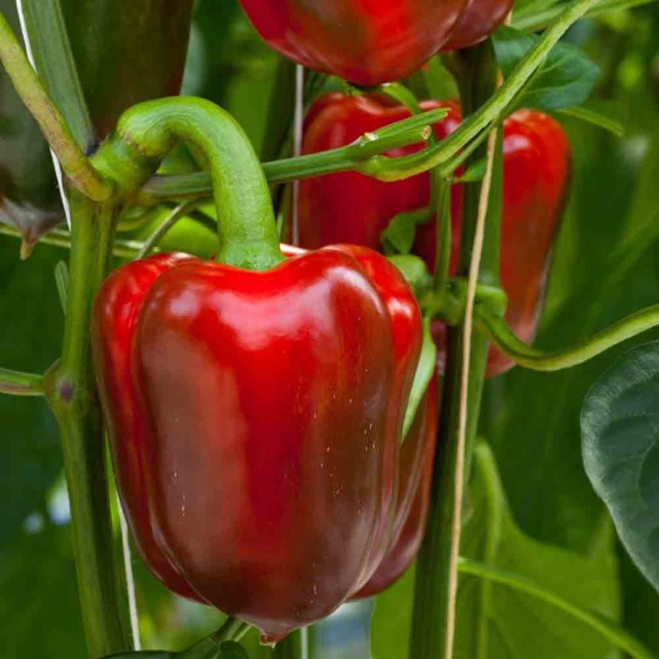 Перец сладкий Подарок Молдовы 0,2г Перец сладкий Подарок Молдовы 0,2г