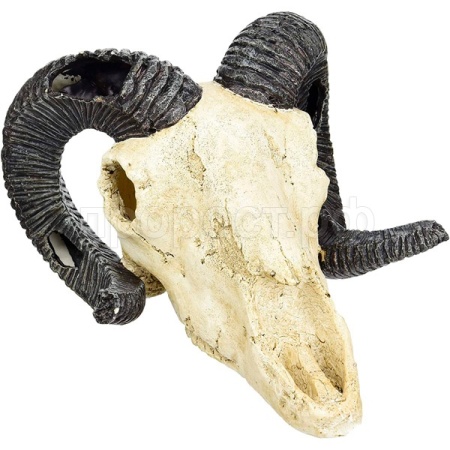 Грот LUCKY REPTILE Череп Skull Ram 19.5х17х12см (Германия) DS-R Грот LUCKY REPTILE Череп Skull Ram 19.5х17х12см (Германия) DS-R