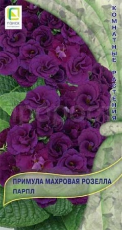 Примула махровая Розелла Парпл 5шт Примула махровая Розелла Парпл 5шт