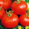 Томат Бобкат F1 10шт Томат Бобкат F1 10шт