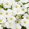 Петуния крупноцв. драже SUCCESS 360° White F1 10шт. Петуния крупноцв. драже SUCCESS 360° White F1 10шт.