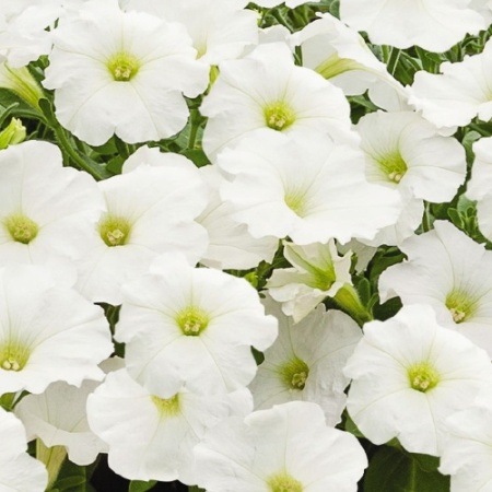 Петуния крупноцв. драже SUCCESS 360° White F1 10шт. Петуния крупноцв. драже SUCCESS 360° White F1 10шт.