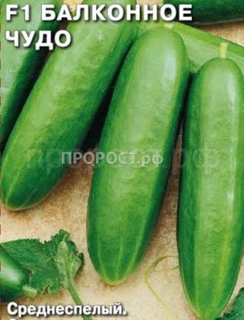 Огурец Балконное Чудо F1 0,2г  Огурец Балконное Чудо F1 0,2г