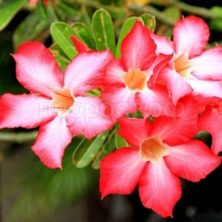 Адениум тучный "Все звёзды" 3шт Адениум тучный "Все звёзды" 3шт