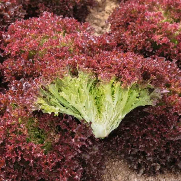 Салат Лолло росса 0,5г Салат Лолло росса 0,5г