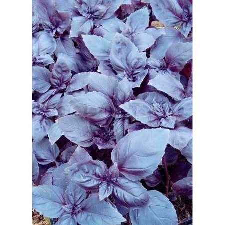 Базилик Ереванский сапфир 10,0 г Базилик Ереванский сапфир 10,0 г