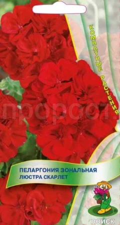Пеларгония Люстра Скарлет 5шт