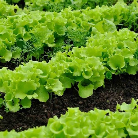 Салат Азарт 1г Салат Азарт 1г