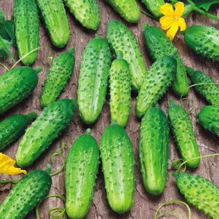 Огурец Гектор F1 20*15шт Огурец Гектор F1 20*15шт