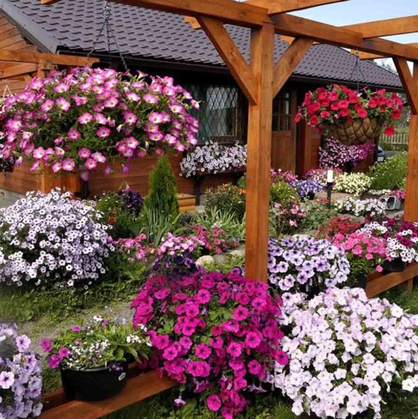 Петуния Балконная смесь 0,05г Петуния Балконная смесь 0,05г