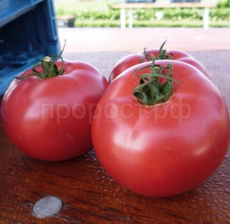 Томат Пинк Буш F1 1000 шт Томат Пинк Буш F1 1000 шт