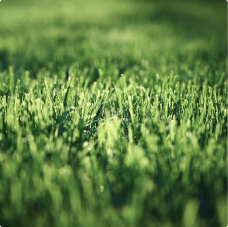 ГАЗОН.Сахара 10 кг Абсолют Грин ГАЗОН.Сахара 10 кг Абсолют Грин