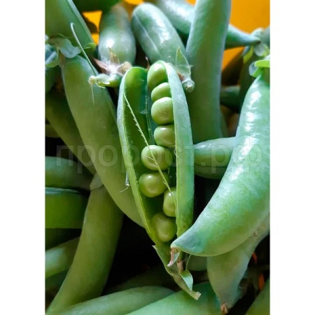 Горох Глориоза 25г Горох Глориоза 25г