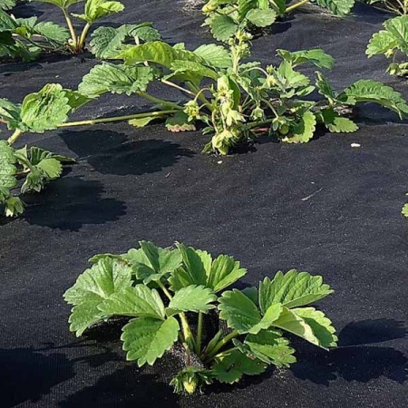 Спанбонд "PROROST" плотность 60мкр черный мульча размер 3,2*10м Спанбонд "PROROST" плотность 60мкр черный мульча размер 3,2*10м