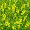 Семена донника желтого 0,5 кг Семена донника желтого 0,5 кг