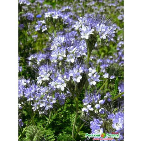 Семена фацелии 30г Семена фацелии 30г