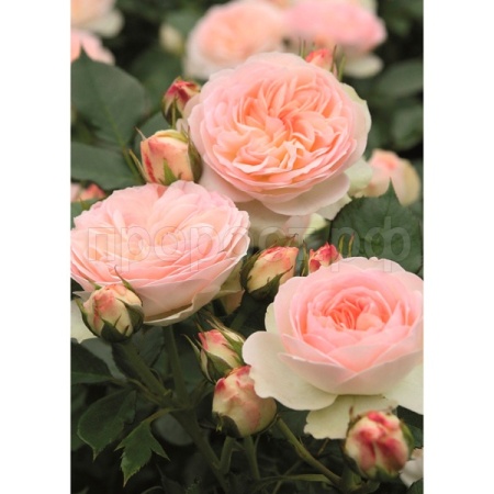 Саженцы Роза флорибунда Пастелла Саженцы Роза флорибунда Пастелла