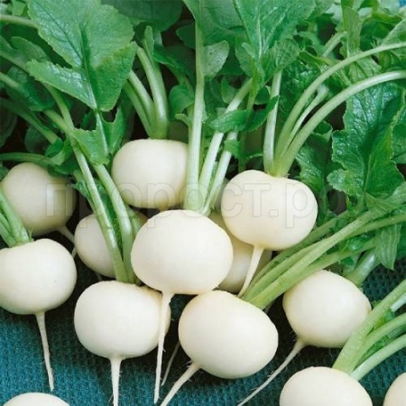 Дайкон Саша 10 г Дайкон Саша 10 г