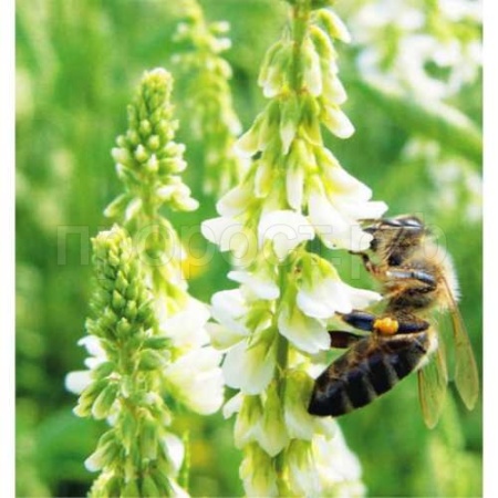 Семена донника белого двухлетнего 1 кг Семена донника белого двухлетнего 1 кг