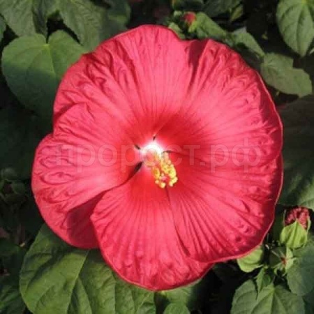 Гибискус Травянистый (болотный) Красный 5 шт Гибискус Травянистый (болотный) Красный 5 шт