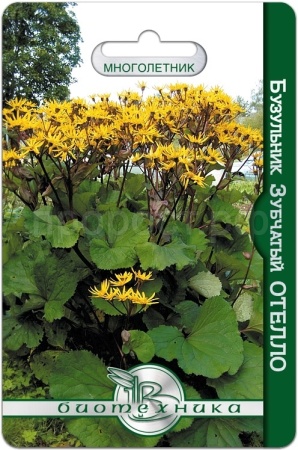 Бузульник зубчатый Отелло 10шт Бузульник зубчатый Отелло 10шт