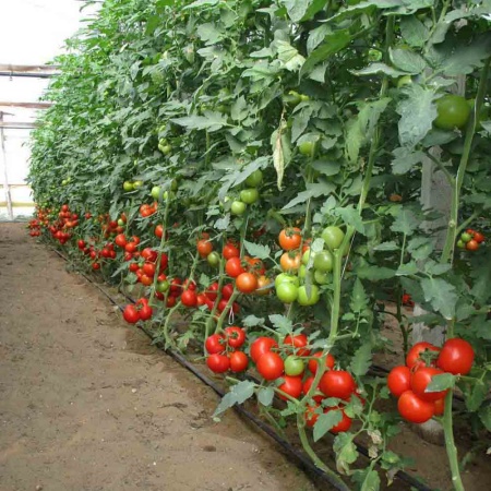 Томат Волгоградский 5/95 0,2г Томат Волгоградский 5/95 0,2г