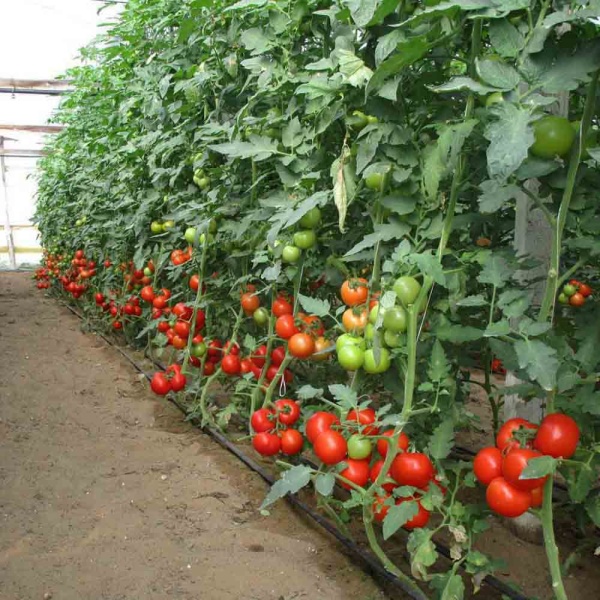 Томат Волгоградский 5/95 0,2г