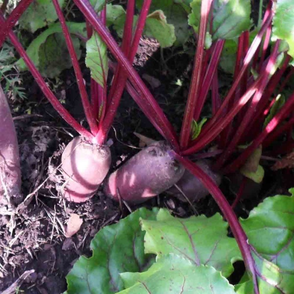 Свекла Цилиндра 2г Свекла Цилиндра 2г