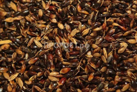 Семена суданская травы 500г Семена суданская травы 500г