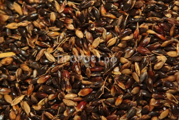 Семена суданская травы 500г Семена суданская травы 500г