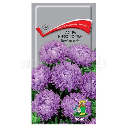 Астра низкорослая Голубой ковер 0,2г Астра низкорослая Голубой ковер 0,2г